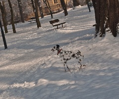 ghost dog
